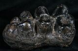 Rare Trilophodon ( Tusked Mastodon) Molar #4249-1